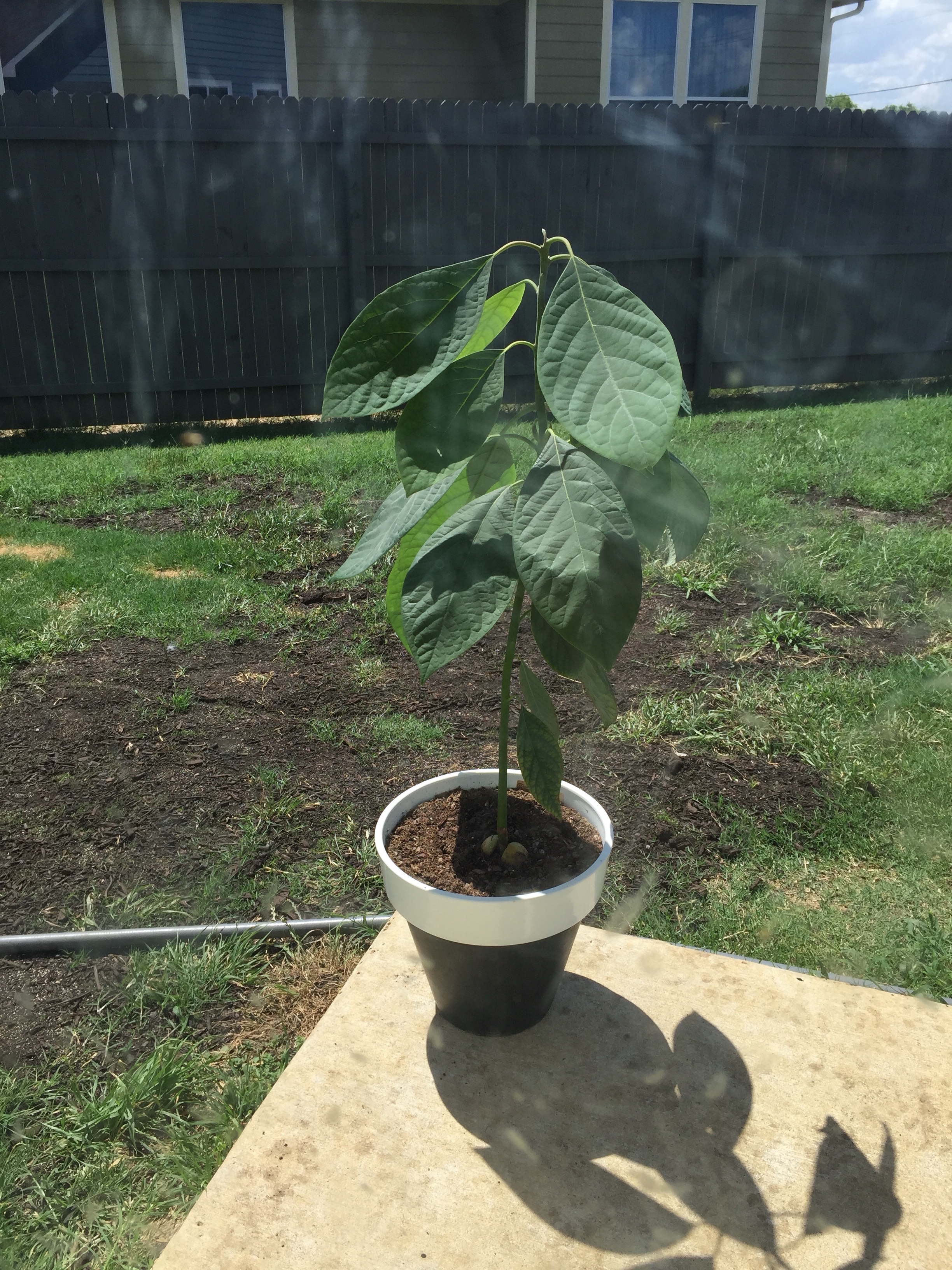The before, approx. 3 feet tall